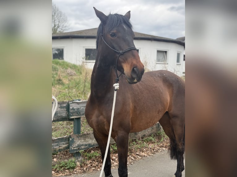 Lusitanos Yegua 5 años 155 cm Castaño in Lollar