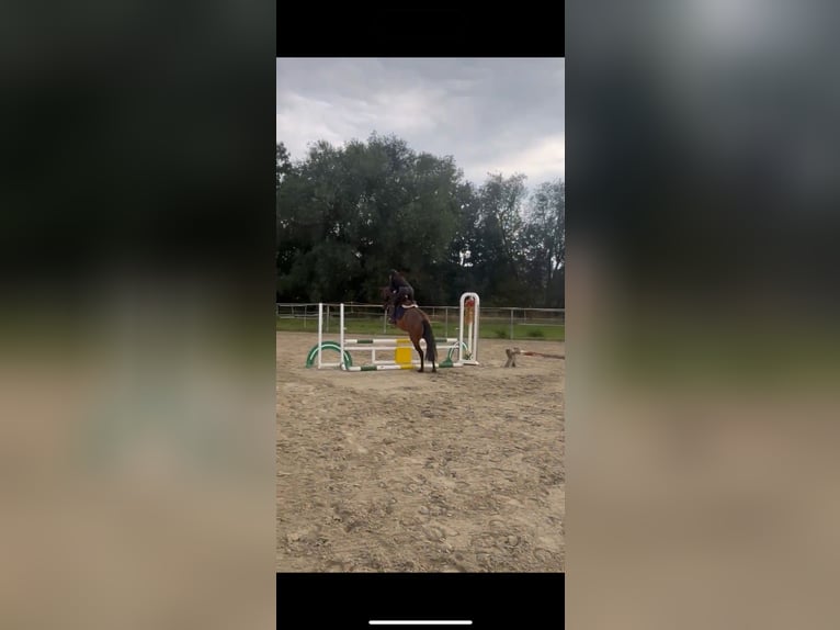 Lusitanos Yegua 5 años 155 cm Castaño in Lollar