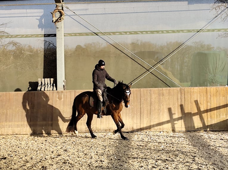 Lusitanos Yegua 5 años 156 cm Castaño in Groß-Umstadt