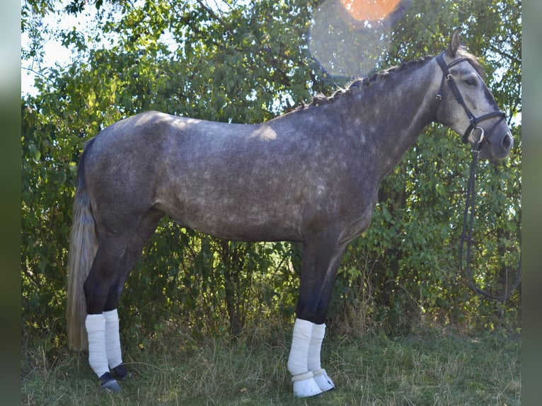 Lusitanos Yegua 5 años 157 cm Tordo rodado in W&#xFC;rzburg