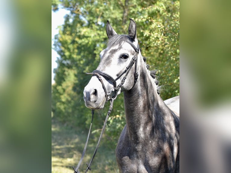 Lusitanos Yegua 5 años 157 cm Tordo rodado in W&#xFC;rzburg