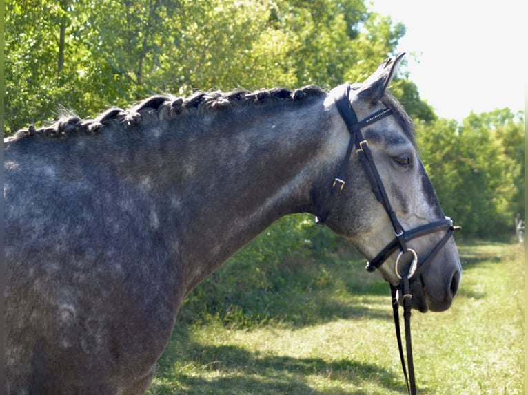 Lusitanos Yegua 5 años 157 cm Tordo rodado in W&#xFC;rzburg