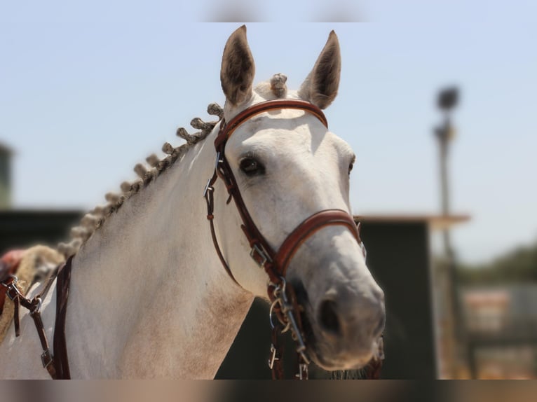 Lusitanos Yegua 5 años 158 cm Tordo ruano in Silves