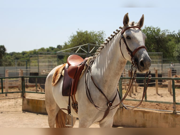 Lusitanos Yegua 5 años 158 cm Tordo ruano in Silves