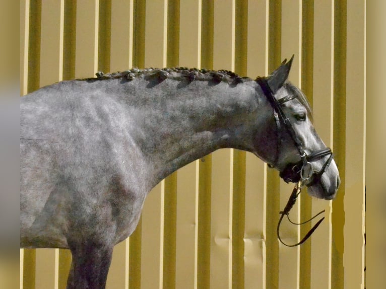 Lusitanos Yegua 5 años 160 cm Porcelana in Würzburg