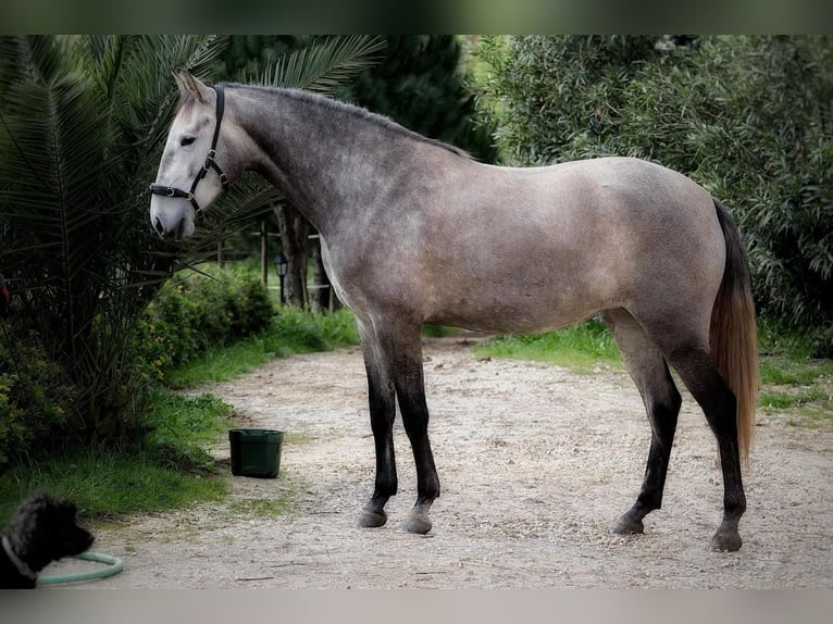 Lusitanos Yegua 5 años 160 cm Tordo in Encarnação