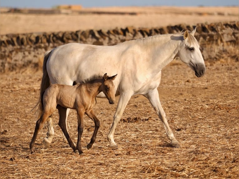 Lusitanos Yegua 5 años 160 cm Tordo in Navas Del Madroño