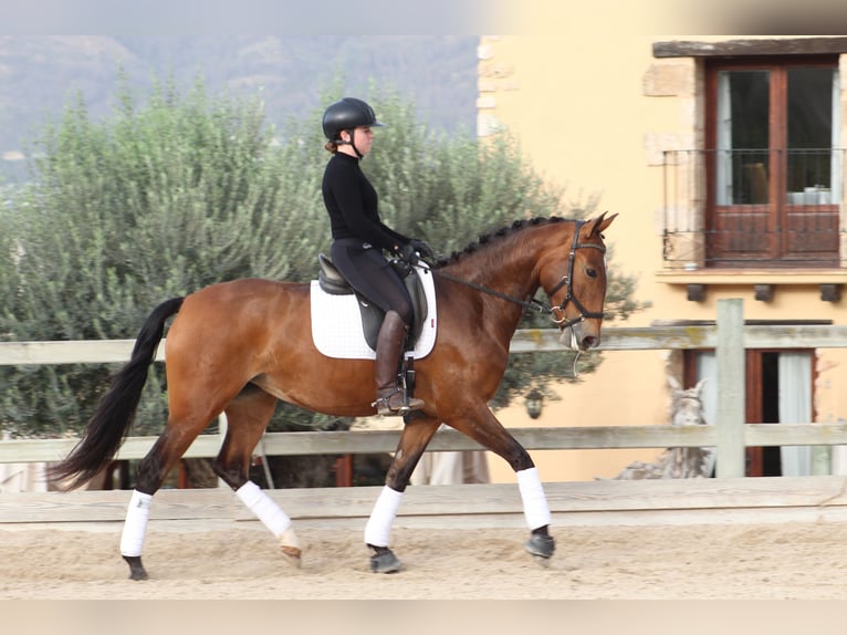 Lusitanos Yegua 5 años 161 cm Castaño in Xabia/