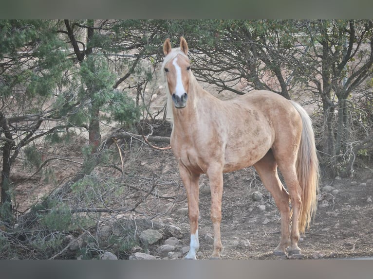 Lusitanos Mestizo Yegua 5 años 161 cm Palomino in Alcoi/Alcoy