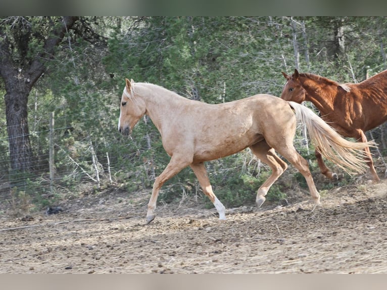 Lusitanos Mestizo Yegua 5 años 161 cm Palomino in Alcoi/Alcoy