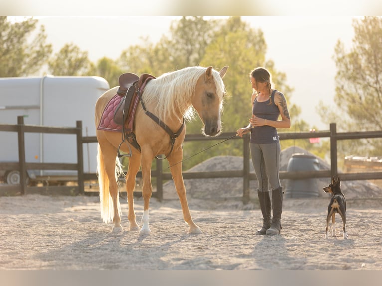 Lusitanos Mestizo Yegua 5 años 163 cm Palomino in Alcoi/Alcoy