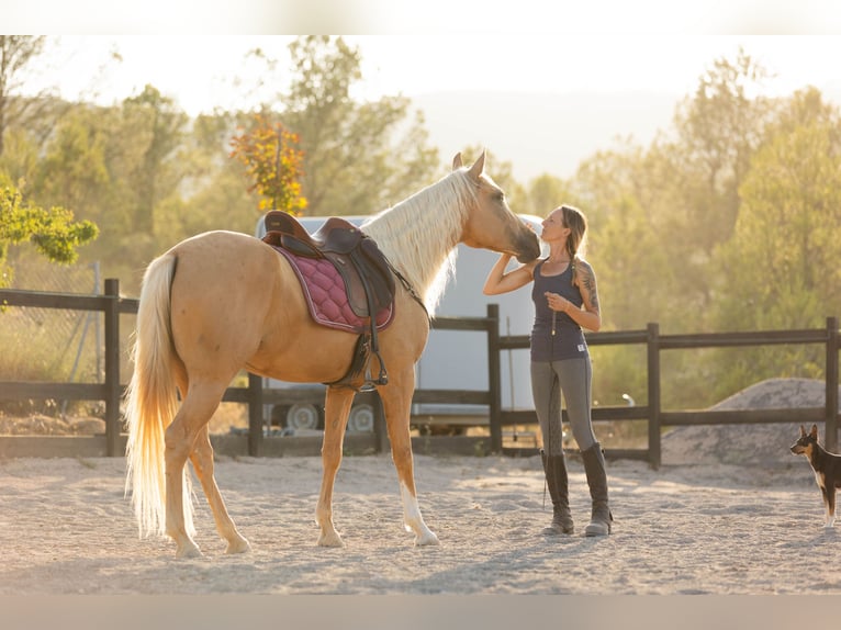 Lusitanos Mestizo Yegua 5 años 163 cm Palomino in Alcoi/Alcoy