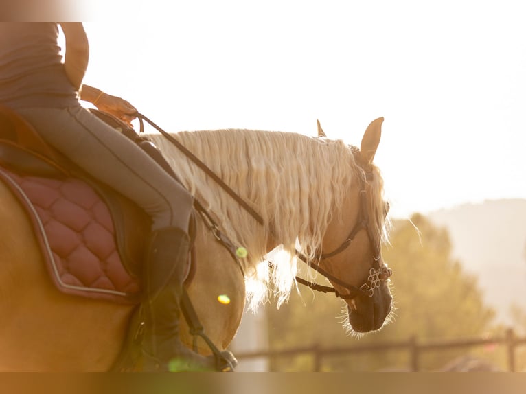 Lusitanos Mestizo Yegua 5 años 163 cm Palomino in Alcoi/Alcoy