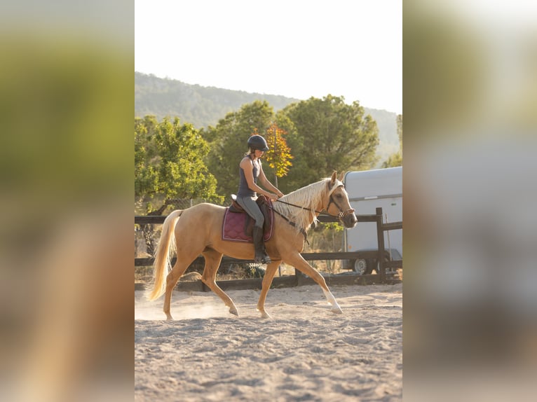 Lusitanos Mestizo Yegua 5 años 163 cm Palomino in Alcoi/Alcoy
