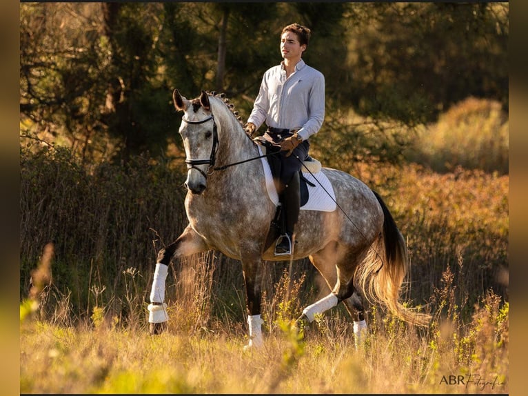 Lusitanos Yegua 5 años 166 cm Tordo in Lisboa