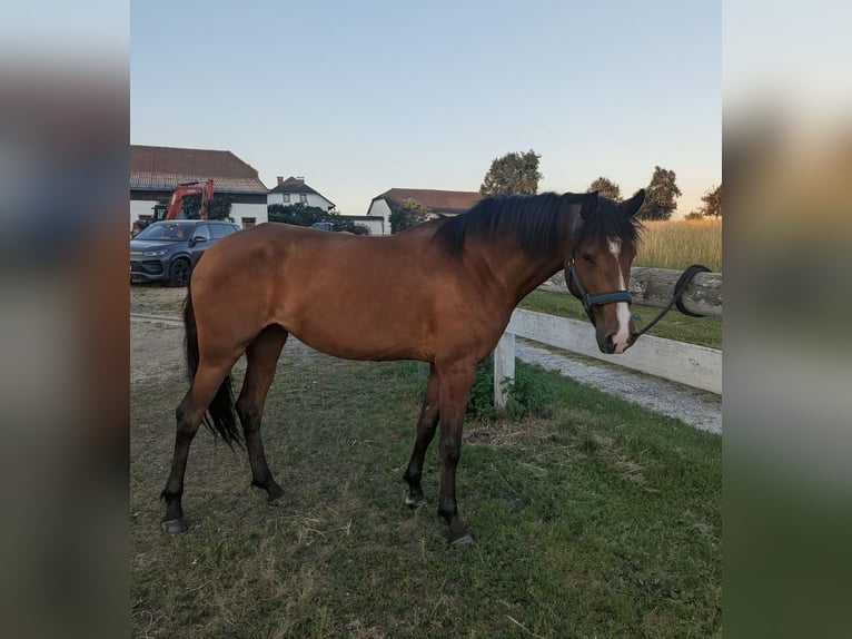 Lusitanos Yegua 5 años Castaño in Rohrbach