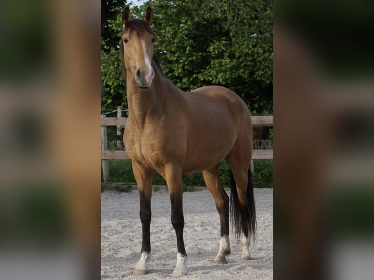 Lusitanos Yegua 6 años 152 cm Bayo in Feldkirchen bei Mattighofen