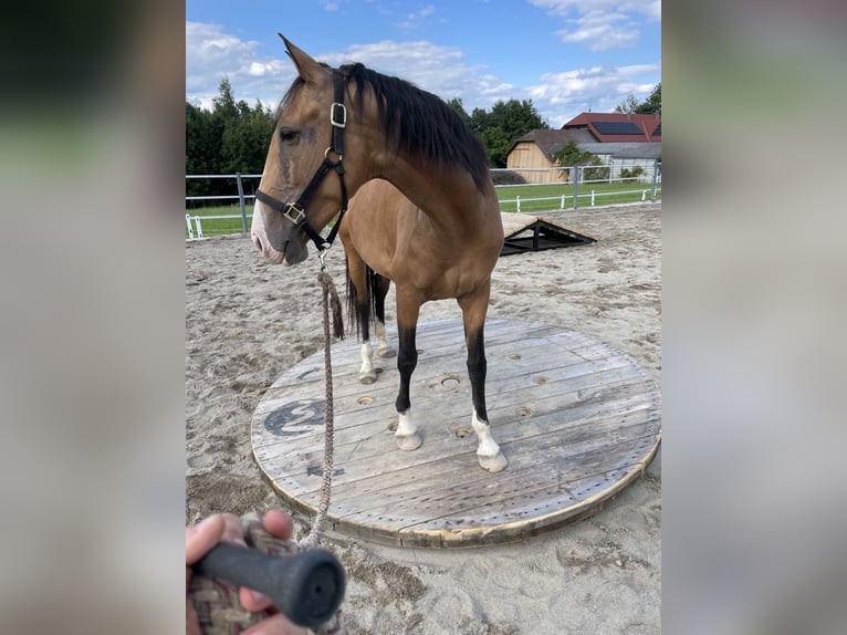 Lusitanos Yegua 6 años 152 cm Bayo in Feldkirchen bei Mattighofen