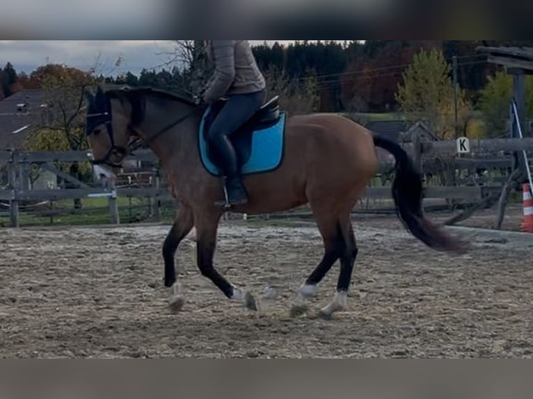 Lusitanos Yegua 6 años 152 cm Bayo in Feldkirchen bei Mattighofen