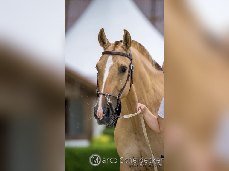 Lusitanos Yegua 6 años 152 cm Red Dun/Cervuno in Fuchstal