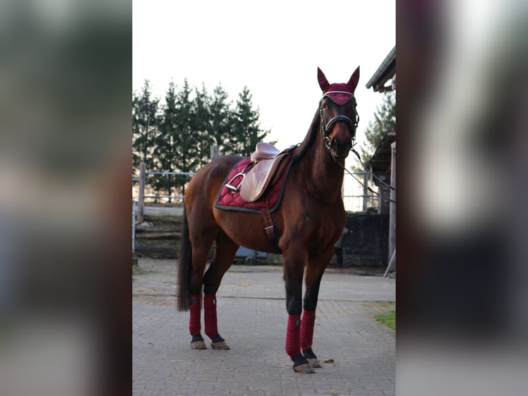 Lusitanos Yegua 6 años 155 cm Castaño in Lollar