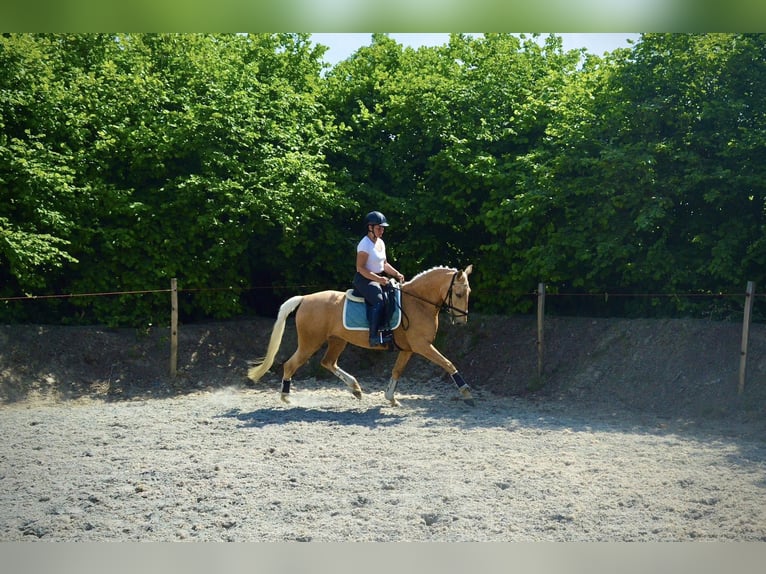 Lusitanos Yegua 6 años 157 cm Palomino in Otegem