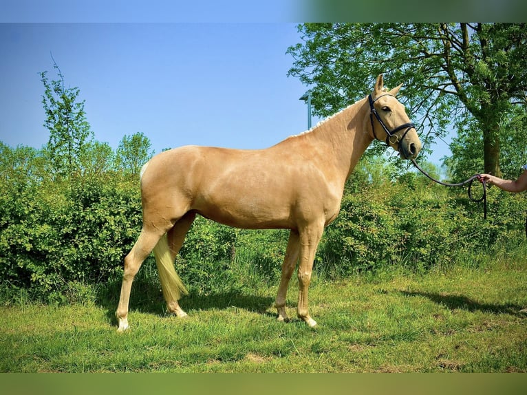 Lusitanos Yegua 6 años 157 cm Palomino in Otegem