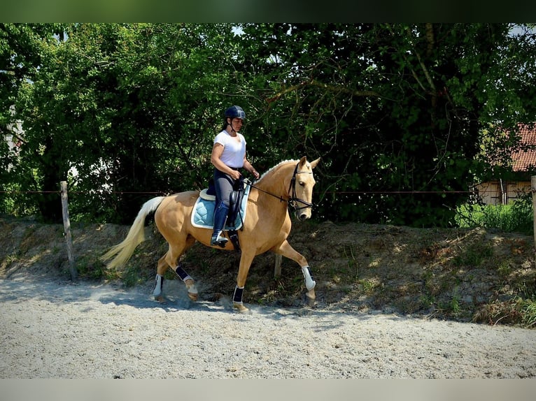 Lusitanos Yegua 6 años 157 cm Palomino in Otegem