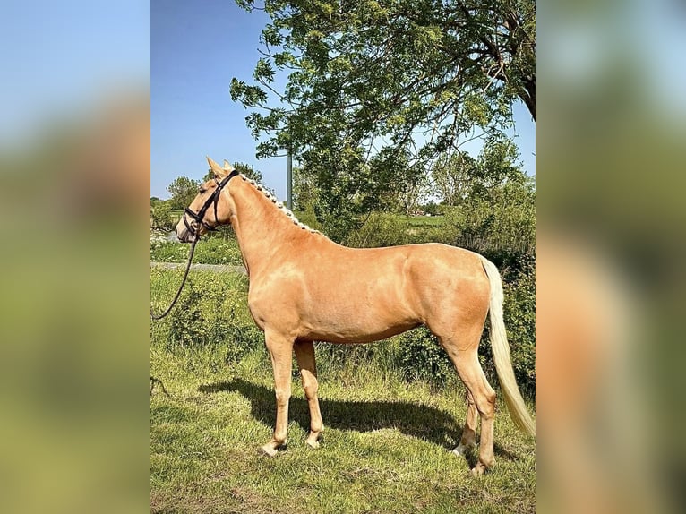 Lusitanos Yegua 6 años 157 cm Palomino in Otegem