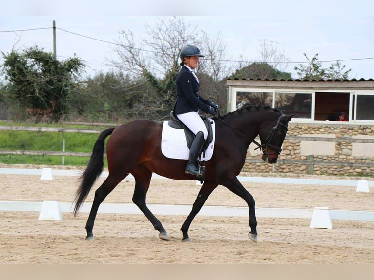 Lusitanos Yegua 6 años 158 cm Castaño oscuro in Plats