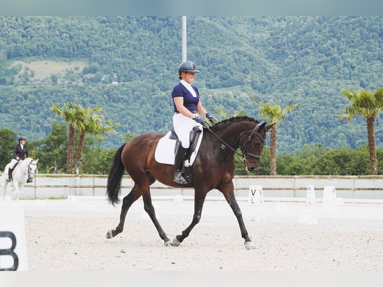 Lusitanos Yegua 6 años 158 cm Castaño oscuro in Plats