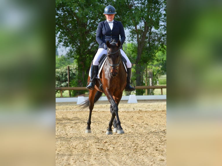 Lusitanos Yegua 6 años 158 cm Castaño oscuro in Plats