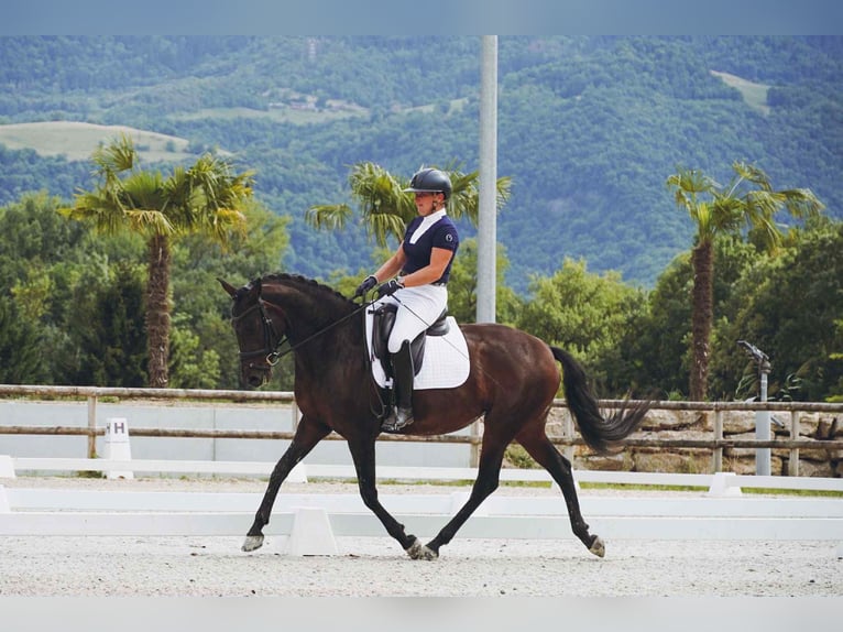 Lusitanos Yegua 6 años 158 cm Castaño oscuro in Plats
