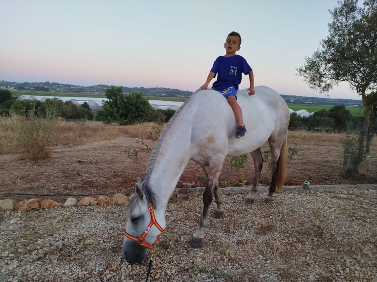 Lusitanos Yegua 6 años 158 cm Tordo rodado in Silves