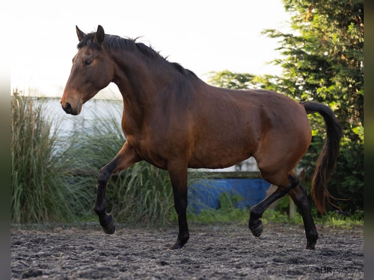 Lusitanos Yegua 6 años 160 cm Castaño in Nogueira da Regedoura