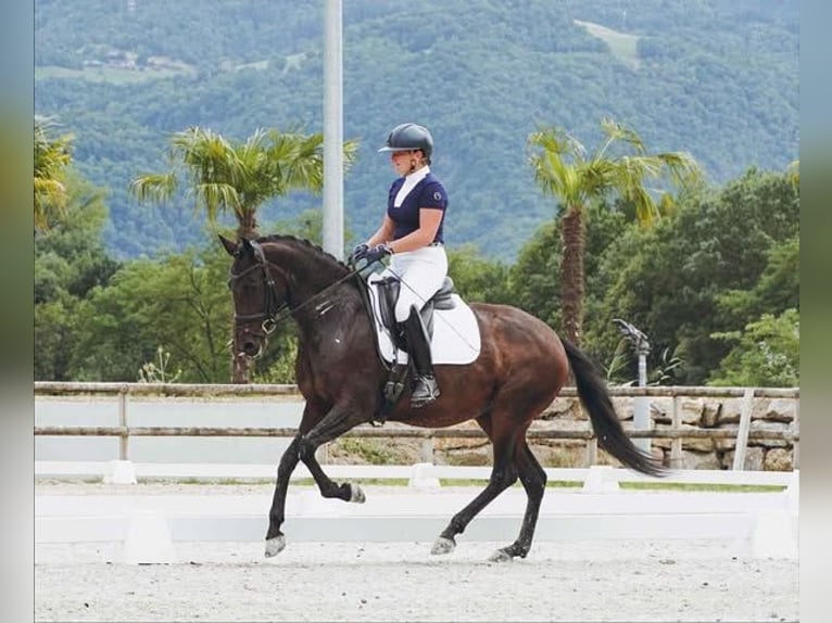 Lusitanos Yegua 6 años 160 cm Castaño oscuro in Plats