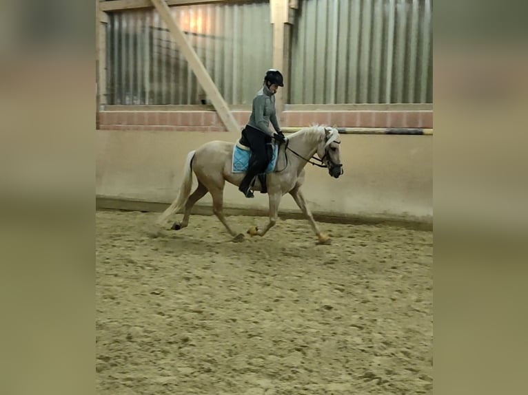 Lusitanos Yegua 6 años 160 cm Palomino in Waldeck