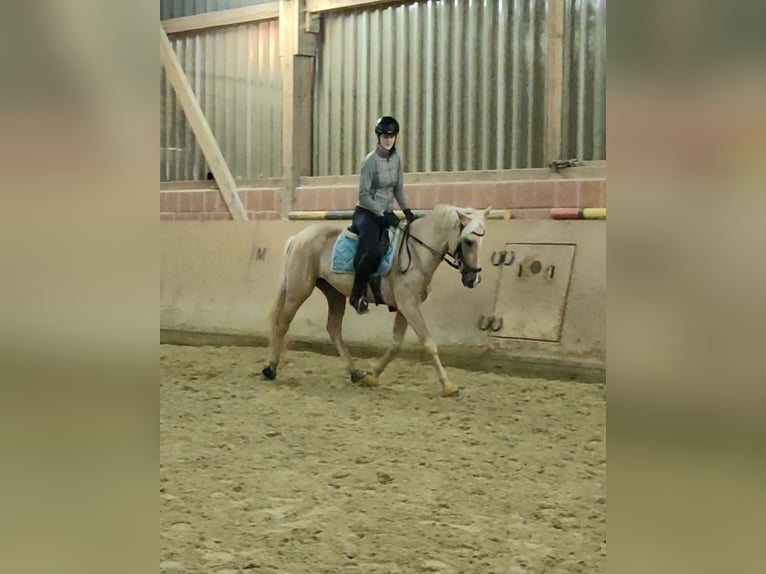 Lusitanos Yegua 6 años 160 cm Palomino in Waldeck