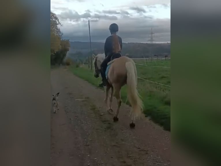 Lusitanos Yegua 6 años 160 cm Palomino in Waldeck