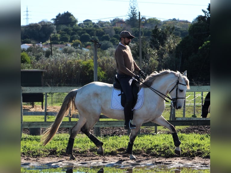 Lusitanos Yegua 6 años 162 cm in Silves