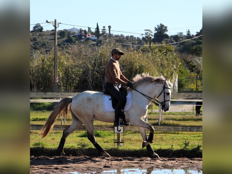 Lusitanos Yegua 6 años 162 cm in Silves