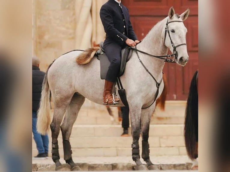 Lusitanos Yegua 6 años 164 cm Tordo in Talarrubias