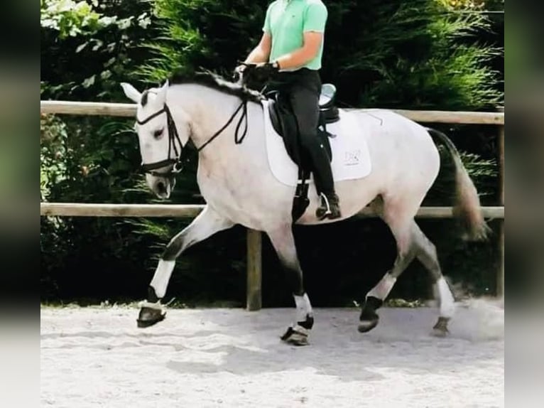 Lusitanos Yegua 6 años 164 cm Tordo in Talarrubias