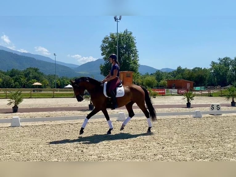 Lusitanos Yegua 6 años 165 cm Castaño in Volesvres