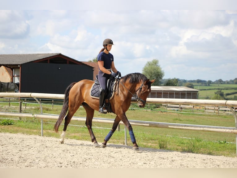 Lusitanos Yegua 6 años 165 cm Castaño in Volesvres