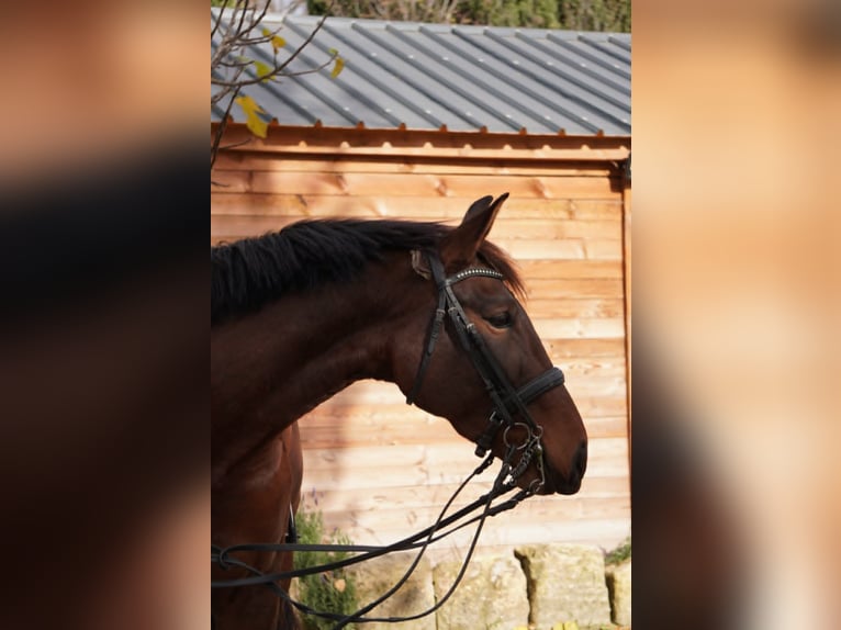 Lusitanos Yegua 6 años 167 cm in Aix en Provence