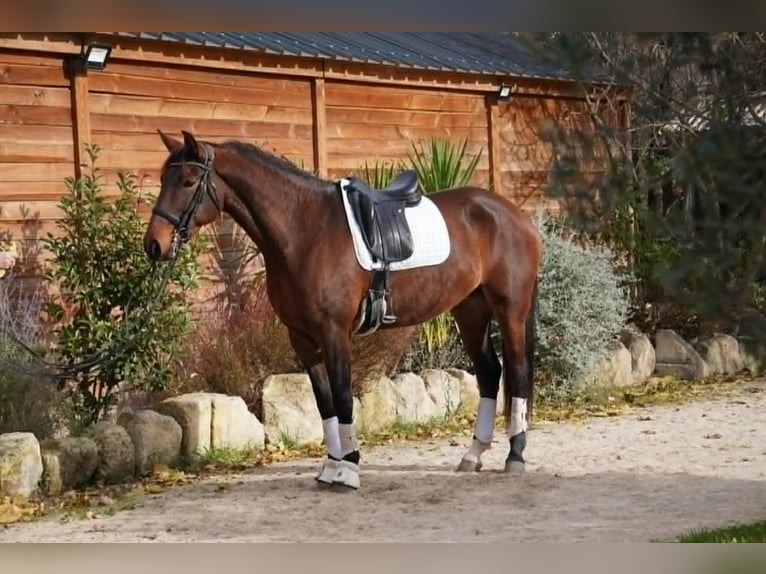 Lusitanos Yegua 6 años 167 cm in Aix en Provence