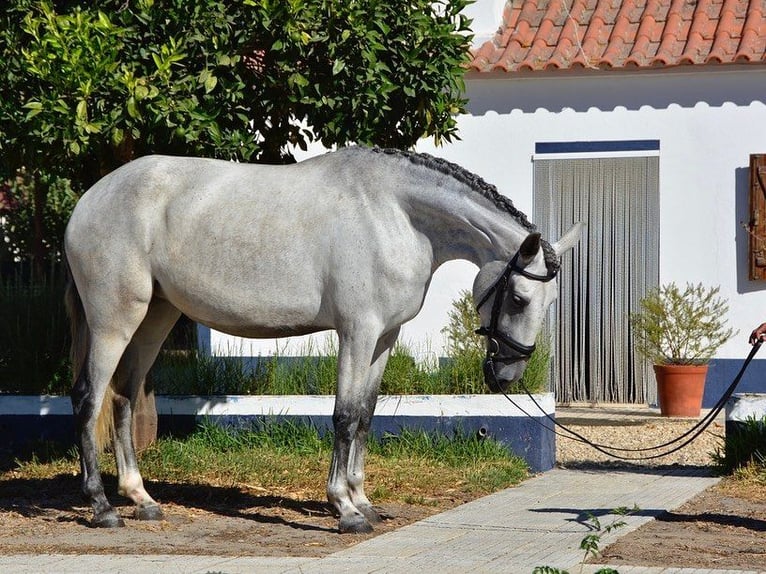 Lusitanos Yegua 6 años 167 cm Tordo picazo in Agua Derramada