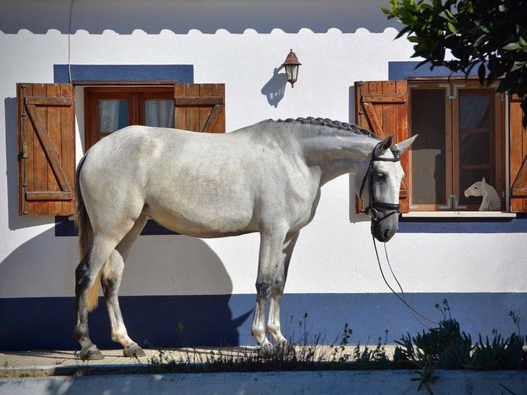 Lusitanos Yegua 6 años 167 cm Tordo picazo in Agua Derramada