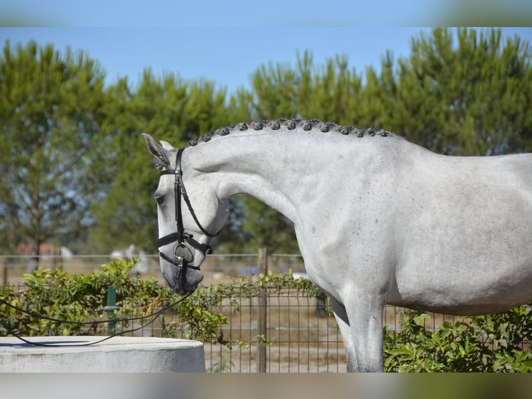 Lusitanos Yegua 6 años 167 cm Tordo picazo in Agua Derramada